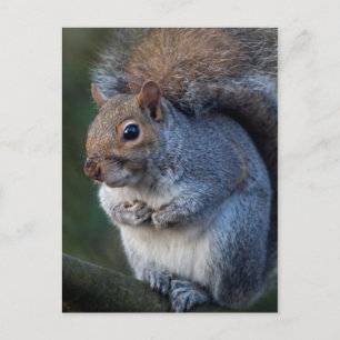 Carte postale écureuil gris