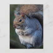 Carte postale écureuil gris (Devant)