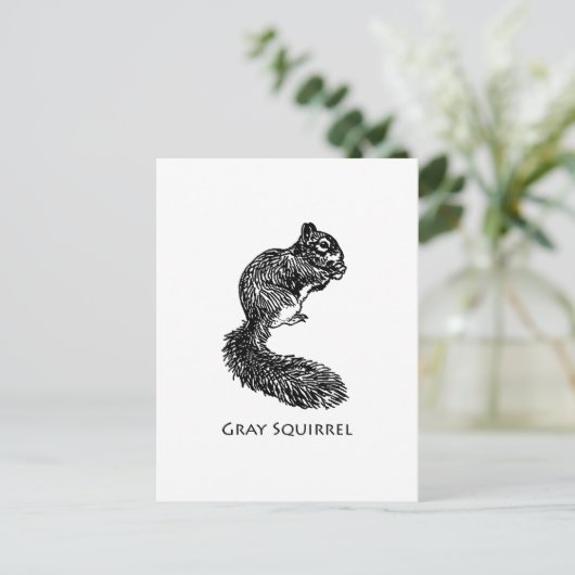 Carte Postale Écureuil gris (Debout devant)