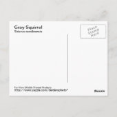 Carte postale écureuil gris (Dos)
