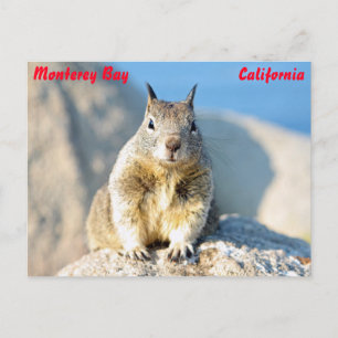 Carte Postale Écureuil gris, baie de Monterey, Californie