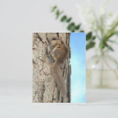 Carte postale écureuil gris bébé (Debout devant)