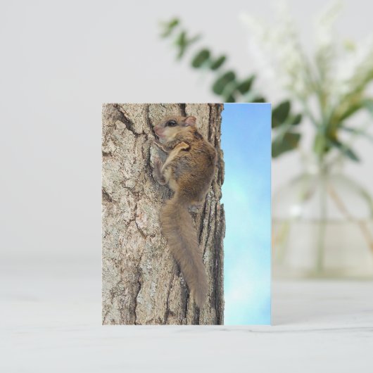 Carte postale écureuil gris bébé (Debout devant)