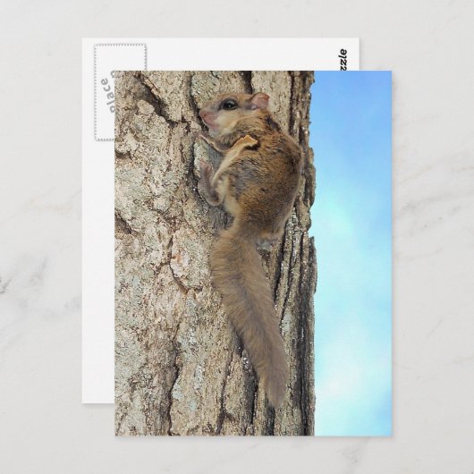 Carte postale écureuil gris bébé (Devant / Derrière)