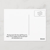 Carte postale écureuil gris bébé (Dos)