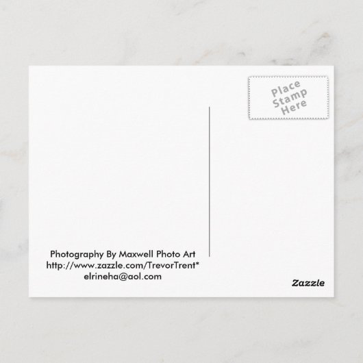 Carte postale écureuil gris bébé (Dos)