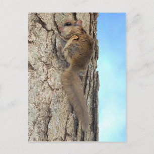 Carte postale écureuil gris bébé