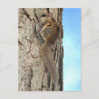 Carte postale écureuil gris bébé