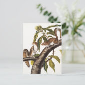 Carte Postale Écureuil gris de Caroline (Sciurus Carolinensis) (Debout devant)