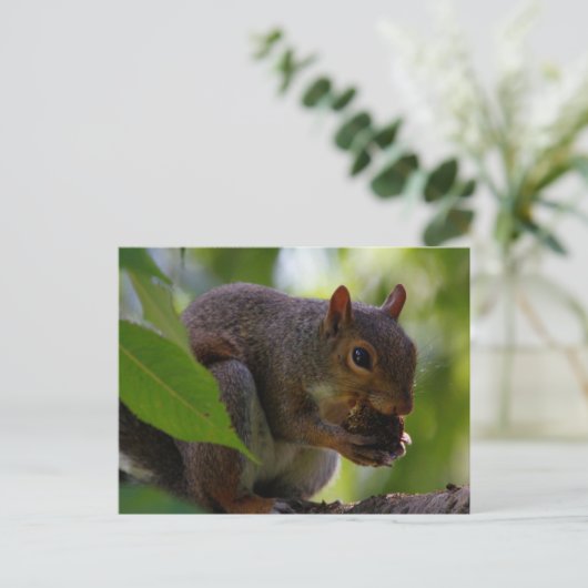 Carte Postale Écureuil gris de l'Est mangeant une noix (Debout devant)