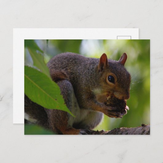Carte Postale Écureuil gris de l'Est mangeant une noix (Devant / Derrière)