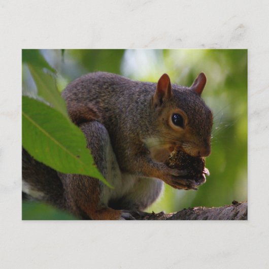 Carte Postale Écureuil gris de l'Est mangeant une noix (Devant)