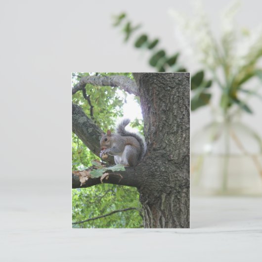 Carte Postale Écureuil gris et écrou (Debout devant)