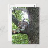 Carte Postale Écureuil gris et écrou (Devant / Derrière)