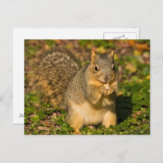 Carte Postale Écureuil gris, manger, arachide, Springs Crystal (Devant / Derrière)