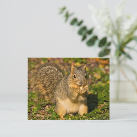Carte Postale Écureuil gris, manger, arachide, Springs Crystal (Debout devant)