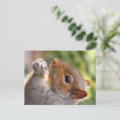Carte Postale Écureuil gris-oriental (Debout devant)