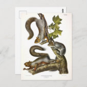 Carte Postale Écureuil gris-oriental (écureuil migrateur) Audubo (Devant / Derrière)