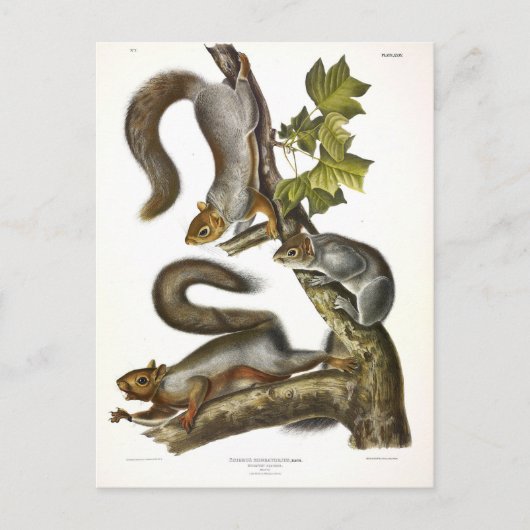 Carte Postale Écureuil gris-oriental (écureuil migrateur) Audubo (Devant)