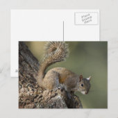 Carte Postale Écureuil gris oriental ou écureuil gris (Devant / Derrière)