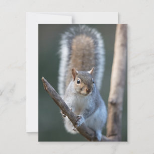 Carte Postale Écureuil gris sur une branche