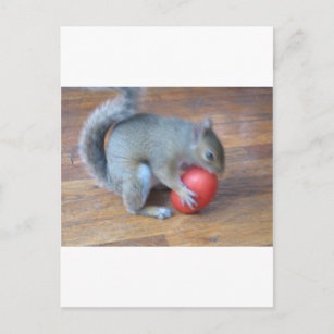 Carte Postale écureuil jouant avec la tomate