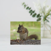 Carte Postale Écureuil mangeant le cône (Debout devant)