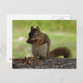 Carte Postale Écureuil mangeant le cône (Devant / Derrière)