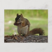 Carte Postale Écureuil mangeant le cône (Devant)