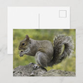 Carte Postale Écureuil mangeant sur un rocher (Devant / Derrière)