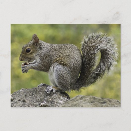 Carte Postale Écureuil mangeant sur un rocher (Devant)