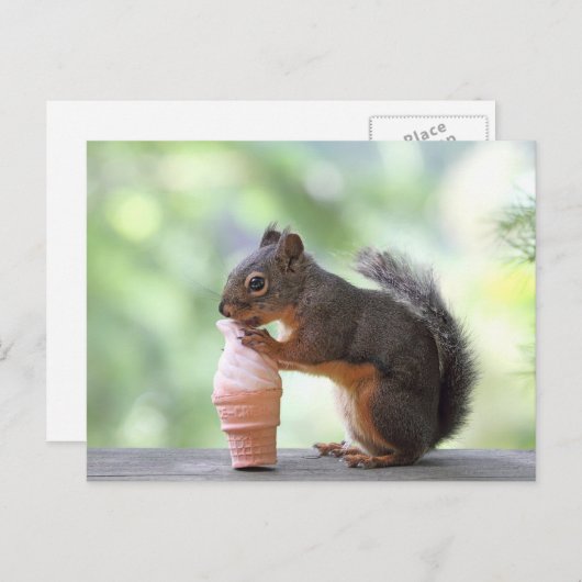 Carte Postale Écureuil mangeant un cône de glace (Devant / Derrière)