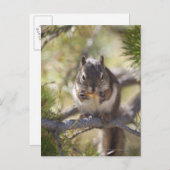 Carte Postale Écureuil mangeant un cône de pin (Devant / Derrière)