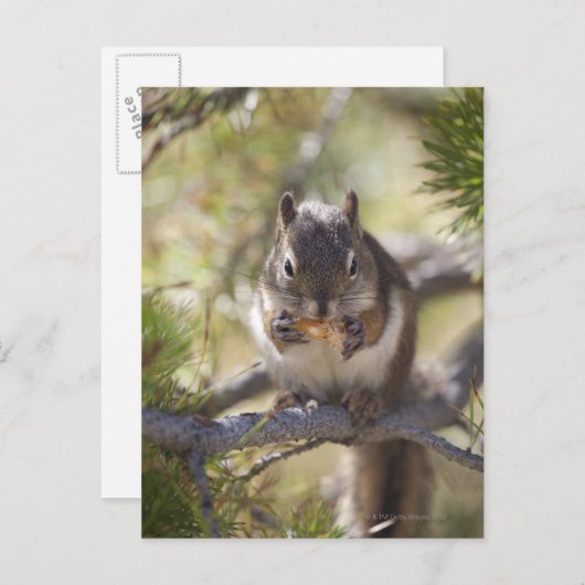 Carte Postale Écureuil mangeant un cône de pin (Devant / Derrière)