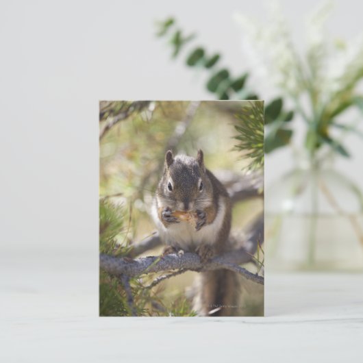 Carte Postale Écureuil mangeant un cône de pin (Debout devant)
