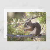 Carte Postale Écureuil mangeant un cône de pin 2 (Devant / Derrière)