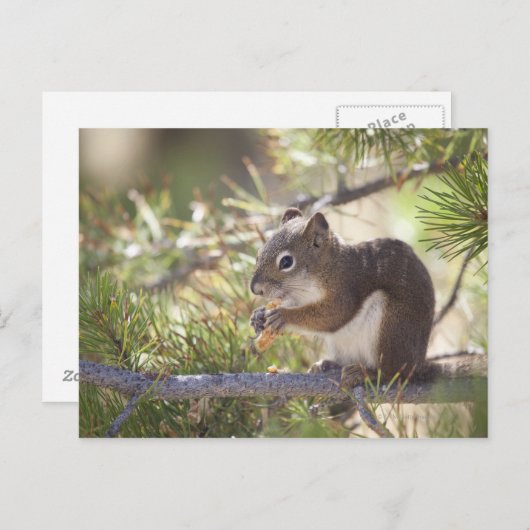 Carte Postale Écureuil mangeant un cône de pin 2 (Devant / Derrière)