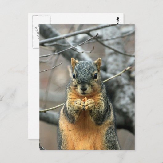 Carte Postale Écureuil mangeant une noix (Devant / Derrière)