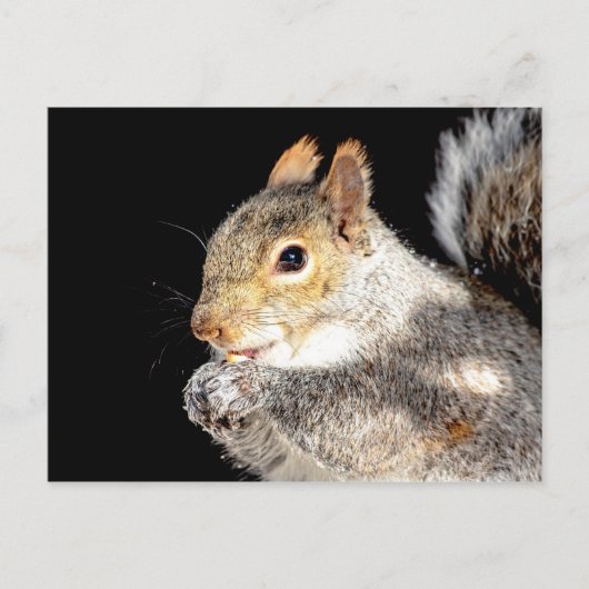 Carte Postale Écureuil mangeant une noix (Devant)