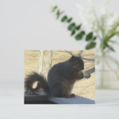 Carte Postale Écureuil Mangeant Une Pomme (Debout devant)