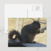 Carte Postale Écureuil Mangeant Une Pomme (Devant / Derrière)