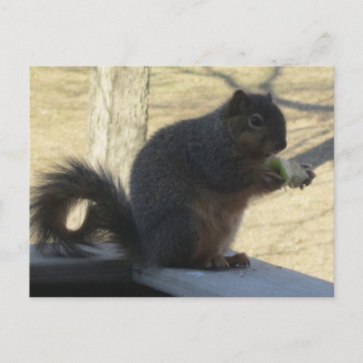 Carte Postale Écureuil Mangeant Une Pomme (Devant)