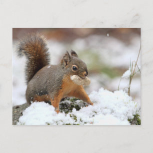 Carte Postale Écureuil mignon en neige avec cacahuète