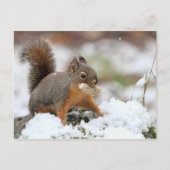 Carte Postale Écureuil mignon en neige avec cacahuète (Devant)