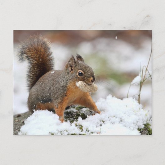 Carte Postale Écureuil mignon en neige avec cacahuète (Devant)