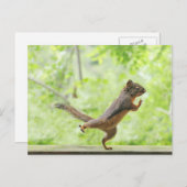 Carte Postale Écureuil mignon faisant le Chi de Tai (Devant / Derrière)