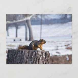 Carte Postale Écureuil mignon sur une souche d'arbre.
