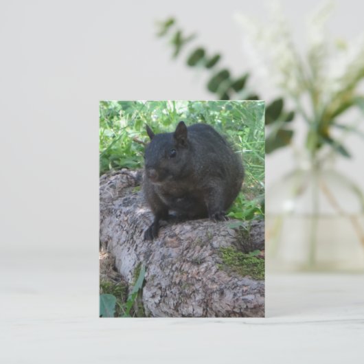 Carte Postale Écureuil noir (Debout devant)