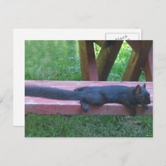 Carte Postale Écureuil noir (Devant / Derrière)