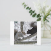 Carte Postale Écureuil noir et gris (Debout devant)